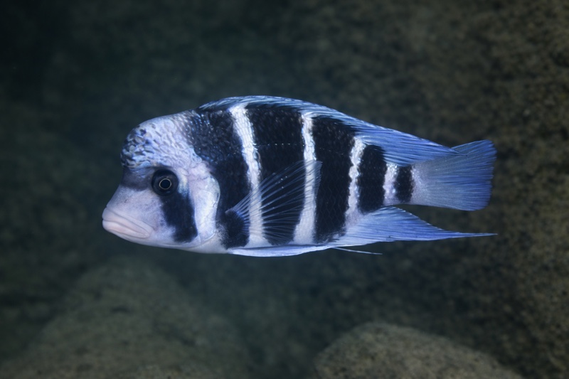 Cyphotilapia gibberosa 'Mbita Island'